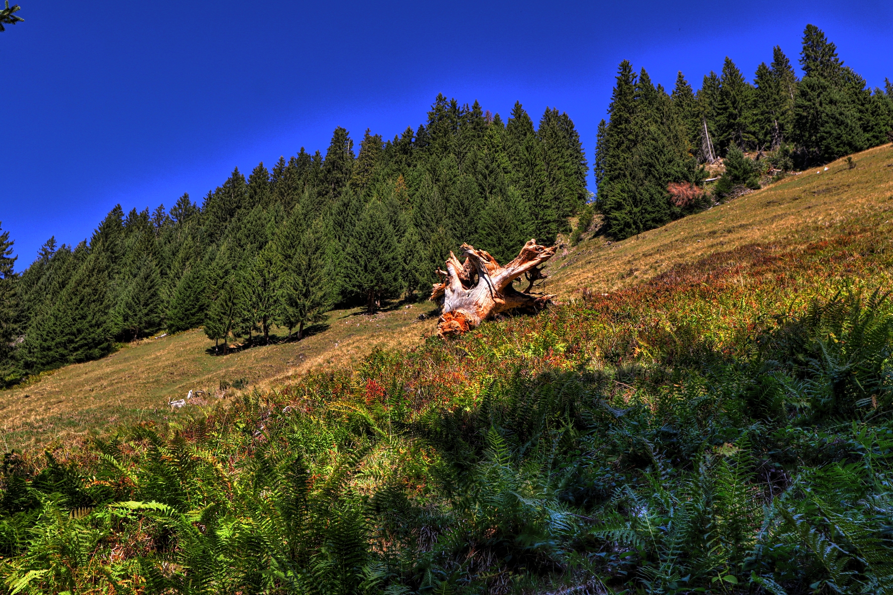 IMG_2418-hdr.jpg