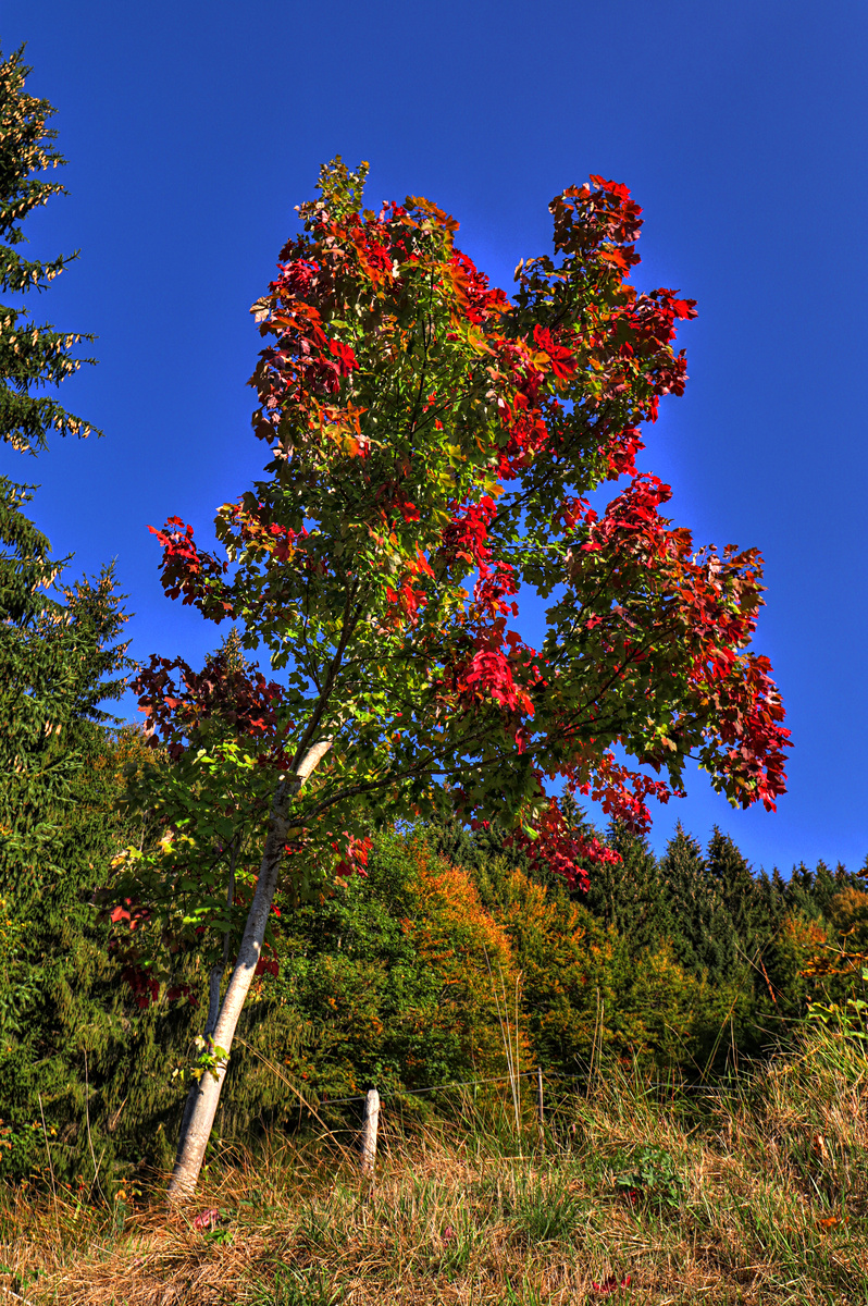 IMG_2457-hdr.jpg