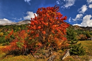 IMG_2637-hdr.jpg