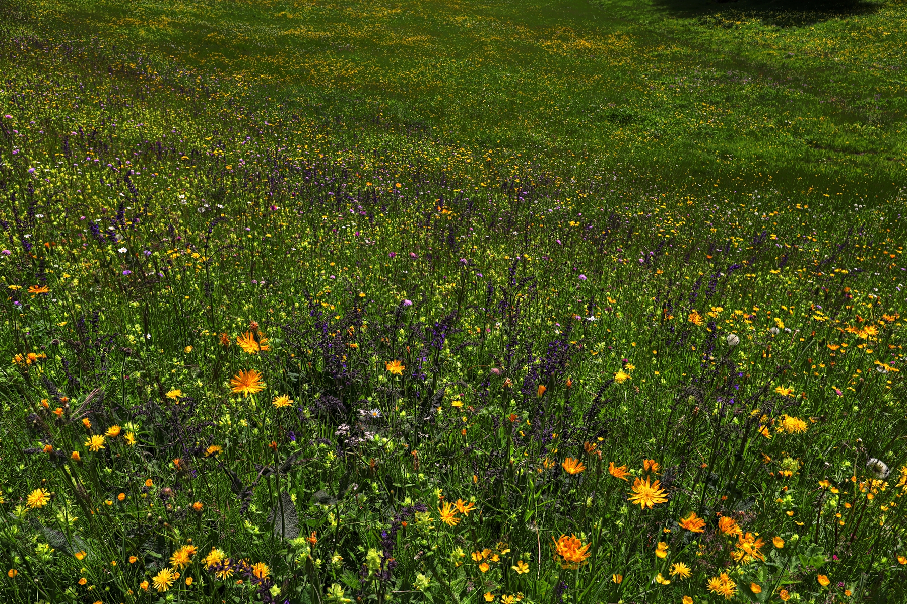 IMG_4996-hdr.jpg