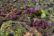 IMG_6222-hdr.jpg
