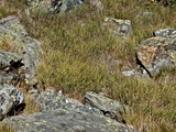 IMG_2100.jpg